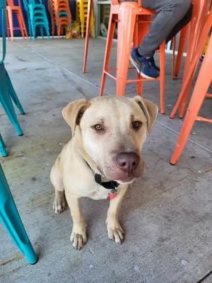 Teddy, the gym’s cream-colored greeter dog, sitting under the orange stools out front